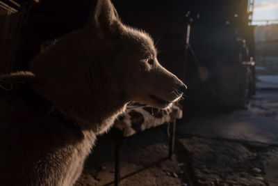 Siberian husky mixed breed dog guarding his house