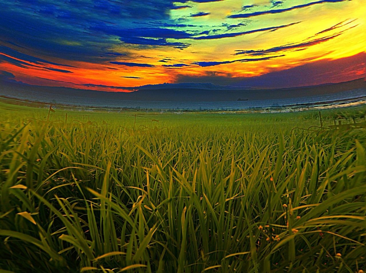 sunset, tranquil scene, scenics, beauty in nature, tranquility, field, landscape, sky, orange color, rural scene, agriculture, nature, growth, farm, idyllic, grass, crop, plant, cultivated land, cloud - sky