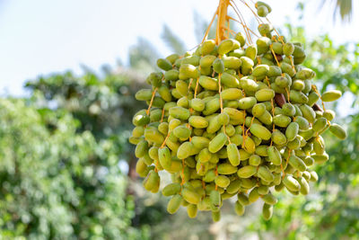 Low angle view of berries growing on tree