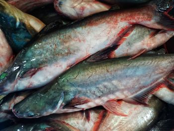 Close-up of fish for sale at market