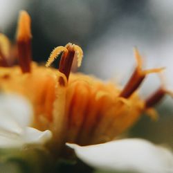 Close-up of yellow flower