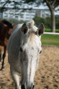 Close-up of horse on field