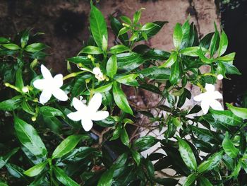 High angle view of white flowering plant