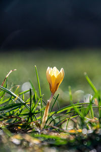 plant