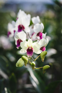 Close-up of flowers