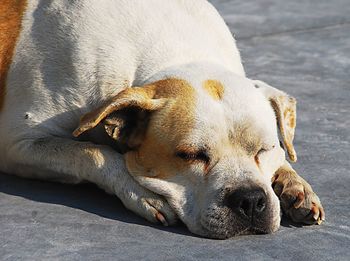 Close-up of dog sleeping