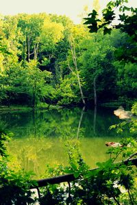 Reflection of trees in lake