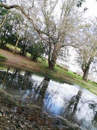 Reflection of trees in water