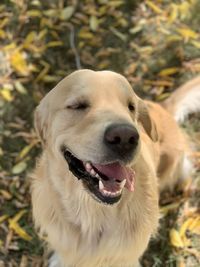 Close-up of dog on field