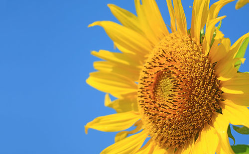 Closeup of sunflower disc florets with blurry ray florets in the sunny blue sky