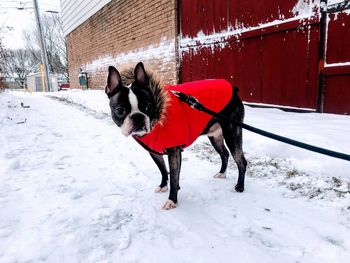 Dog standing in snow