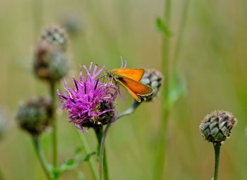 Close-up of butterfly pollinating on purple flower