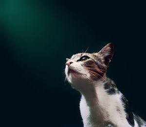 Close-up of a cat looking away