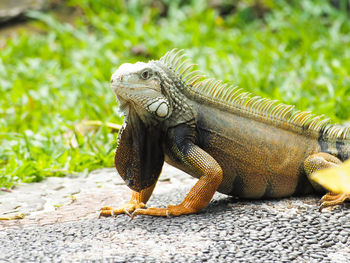 Picture of iguana a kind of reptile on a zoo. iguana is a genus of herbivorous lizards 