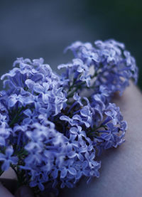 Close-up of purple flowers