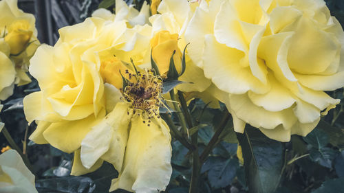 Close-up of insect on yellow flower