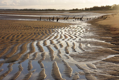 Town beach, mackay showing erosion where the sea has reclaimed the land leaving the stumps of trees.