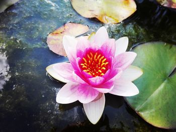 Close-up of lotus water lily in pond