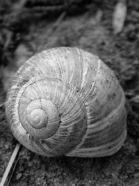 Close-up of snail