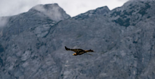 Bird flying against mountain