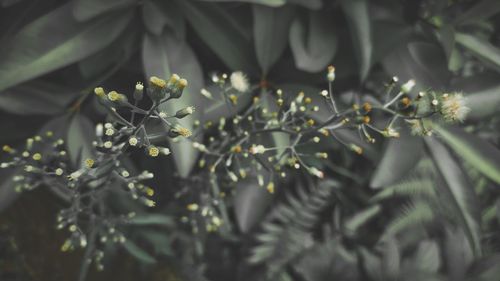 Cotton flowers headed for bloom and get the surprise 