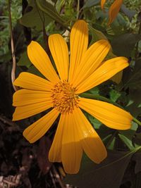 Close-up of yellow flower