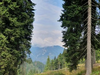 Scenic view of pine trees against sky
