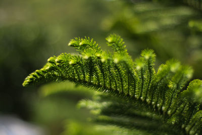 Close-up of fern leaves