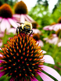 Close-up of bee on coneflower