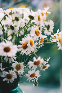 Close-up of white daisy flowers