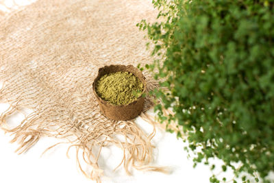 High angle view of fresh green plant against white background