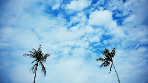 Low angle view of palm tree against sky