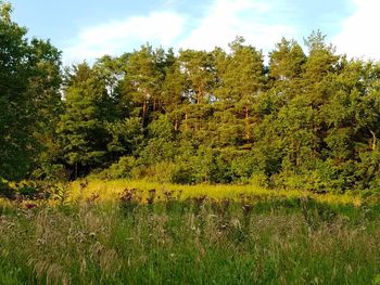 Scenic view of forest against sky