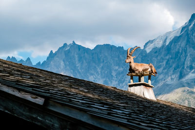 Low angle view of bird on roof against sky