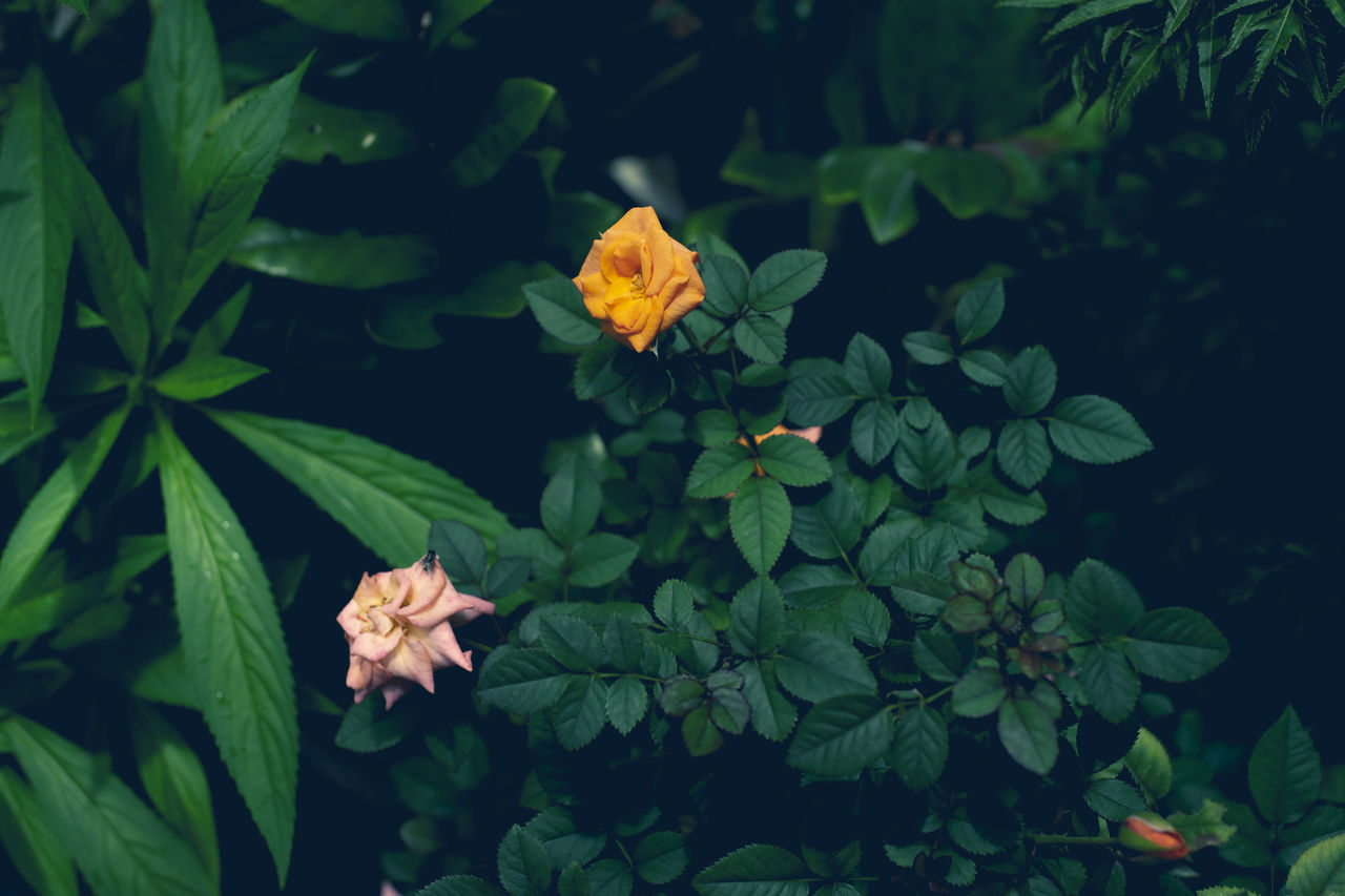 CLOSE-UP OF FLOWERING PLANT AGAINST WHITE ROSE