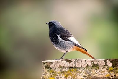 Close-up of bird perching on wood