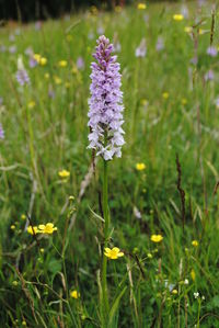 Close-up of purple flowers blooming in field