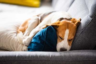 Beagle dog tired sleeps on a cozy sofa in fanny position. dog background theme