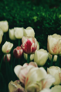 Close-up of white tulips