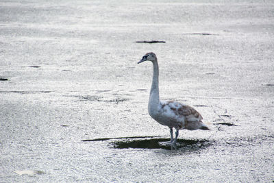 Side view of swan on frozen lake