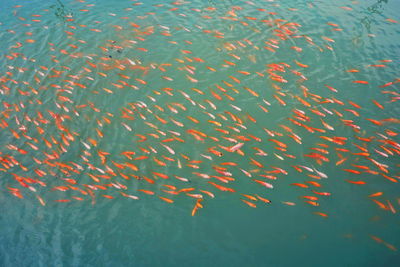 Fish swimming in sea