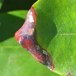 Close-up of insect on leaf