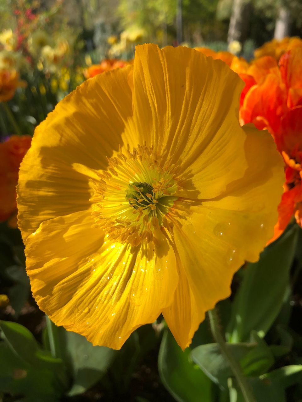 CLOSE-UP OF YELLOW FLOWERING PLANT