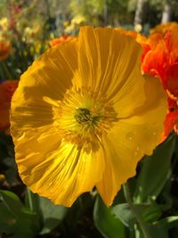 Close-up of yellow rose flower