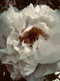 Close-up of white roses