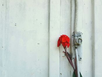 Close-up of red flower