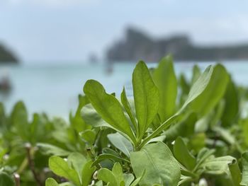 Close-up of green leaves