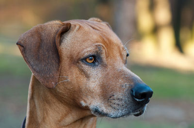 Close-up portrait of dog