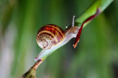 Close-up of snail