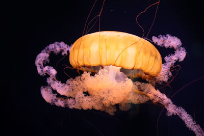 Close-up of jellyfish in sea